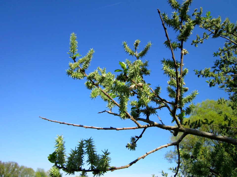 20130424Salix_cinerea04