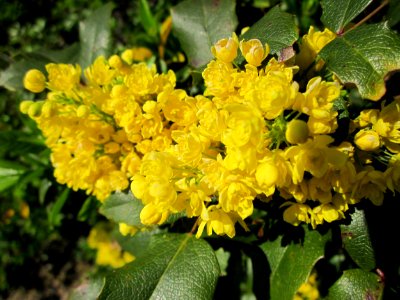 20130424Mahonie_Hockenheim2