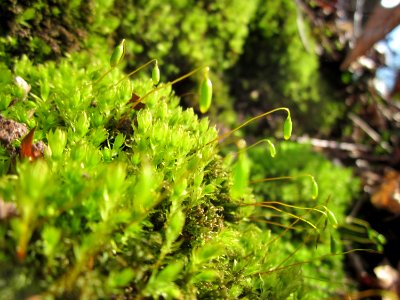 20130407Mithrasgrotte_Halberg5