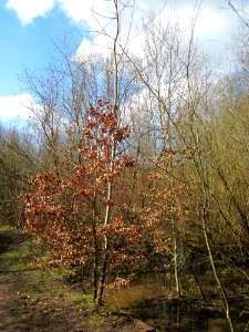 20130407St_Arnualer_Wiesen26