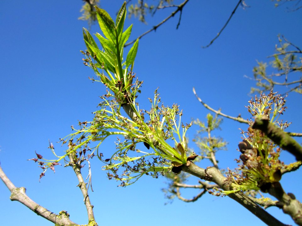 20130424Esche_Hockenheim03