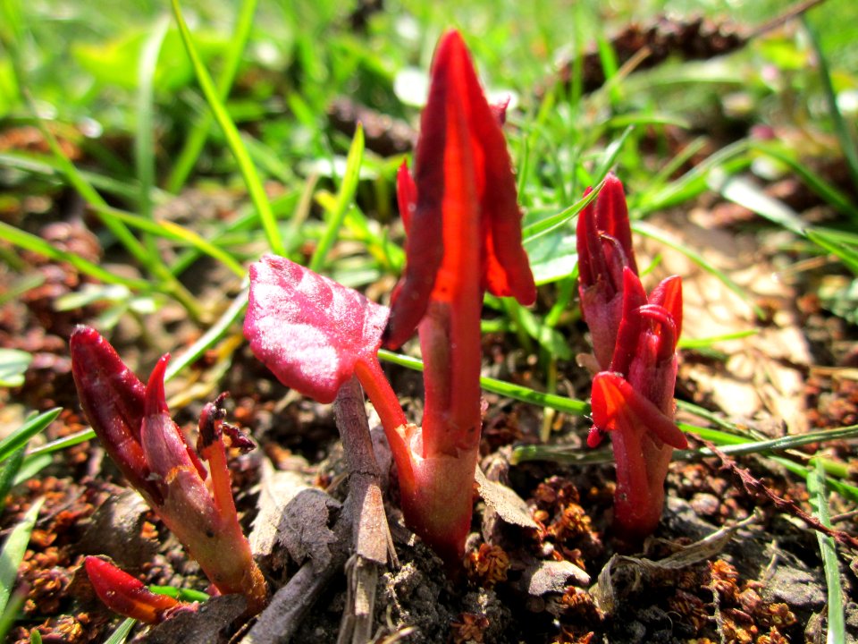 20130407Reynoutria_×_bohemica1