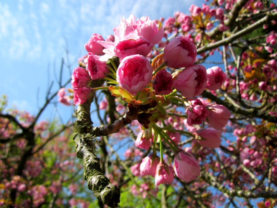 20130423Zierkirsche_Friedhof_Hockenheim3
