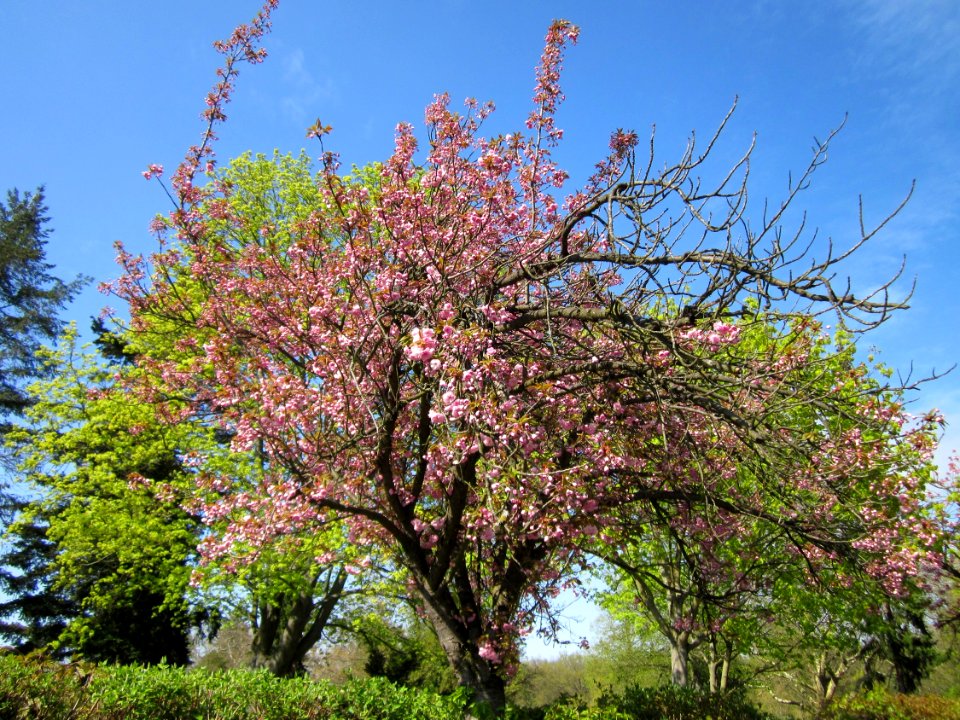20130423Zierkirsche_Friedhof_Hockenheim1