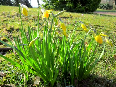 20130402Narcissus_pseudonarcissus1