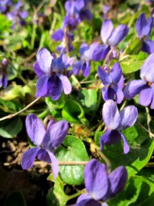 20130407Viola_odorata4
