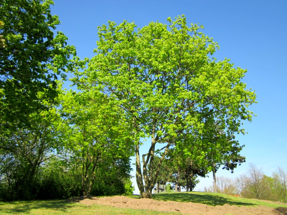 20130424Ahorn_Hockenheim1