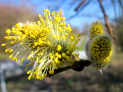 20130407Salix_caprea2