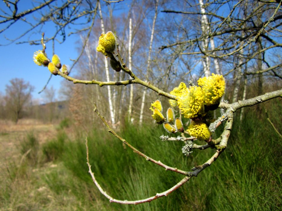20130407Salix_caprea7
