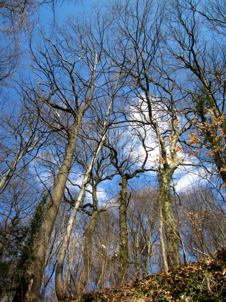 20130407Fagus_sylvatica9