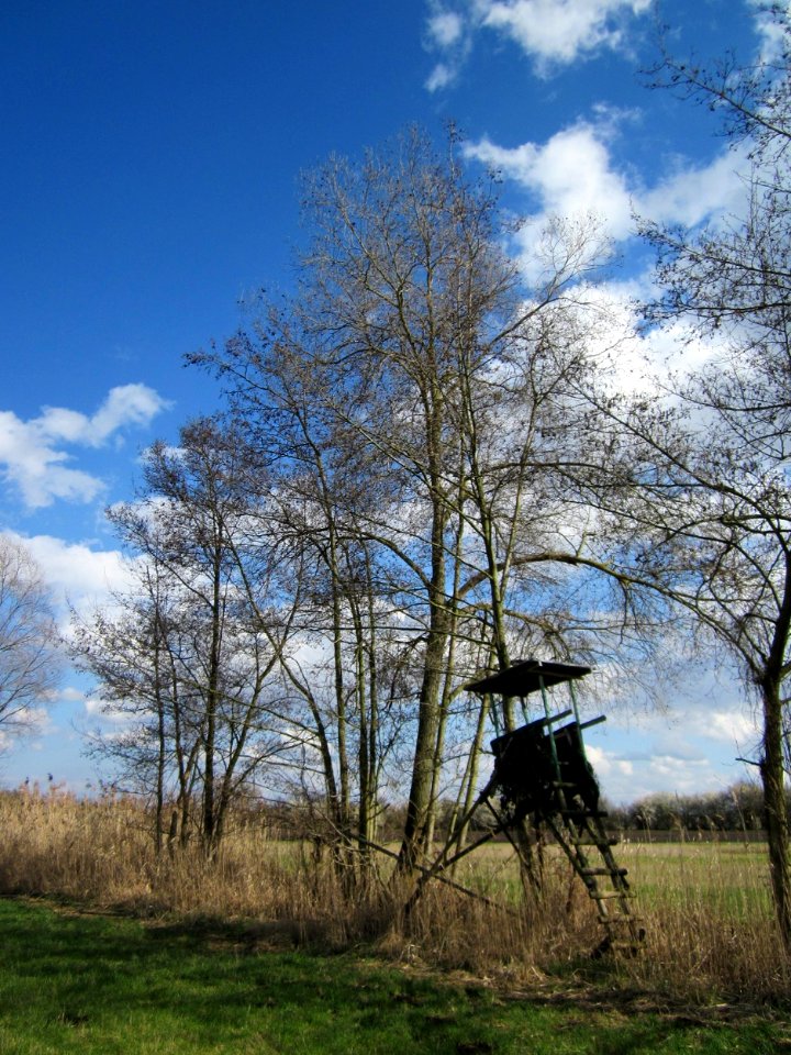 20130413Schwarzerlen_Hockenheim