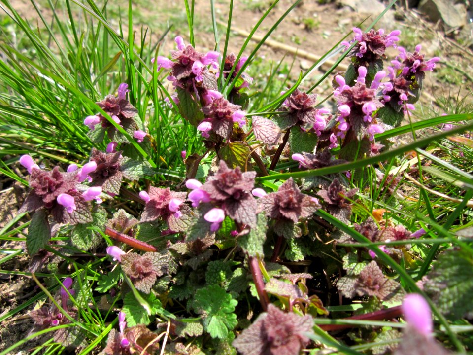 20130407Lamium_purpureum