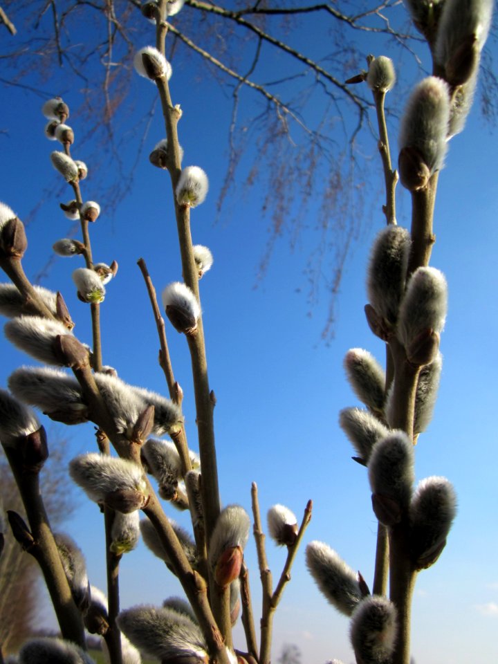 20130315Salix_caprea4