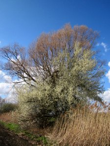 20130413Silberweide_Hockenheim03