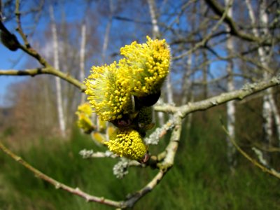 20130407Salix_caprea8