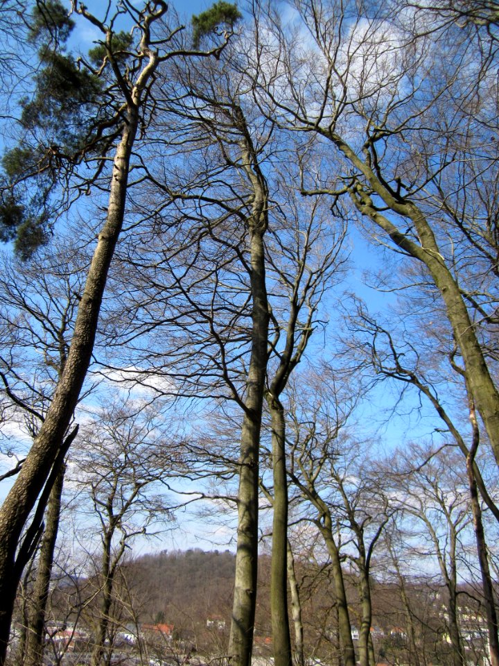 20130407Fagus_sylvatica8