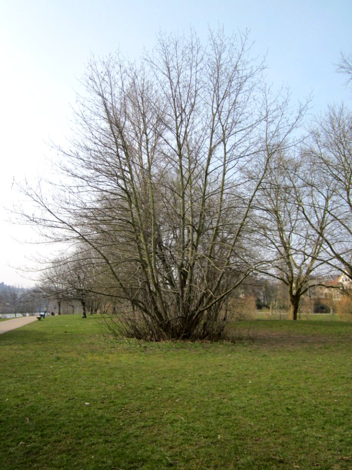 20130403Kaukasische_Fluegelnuss_Saarbruecken1