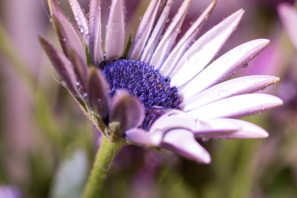 Bornholm marguerite white violet
