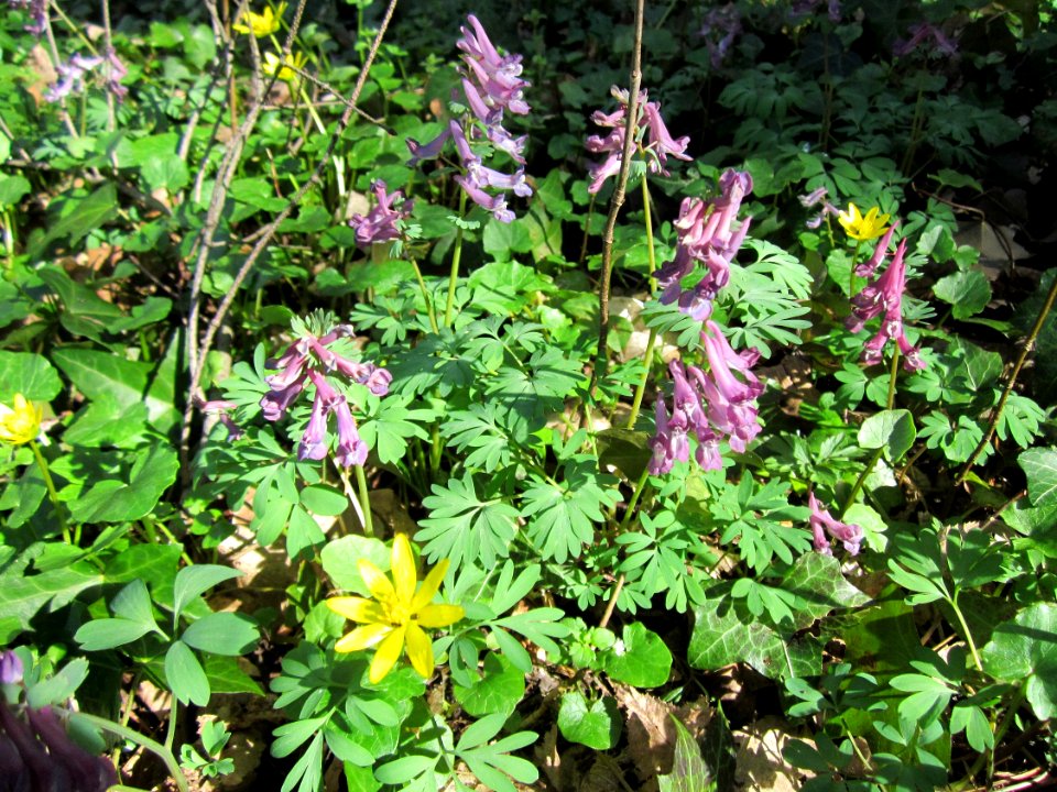 20130414Corydalis_solida8