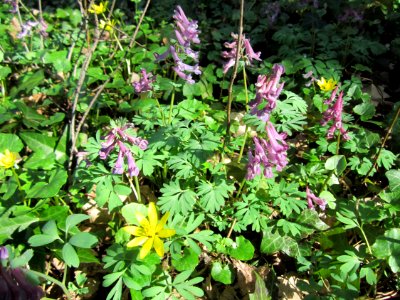 20130414Corydalis_solida8
