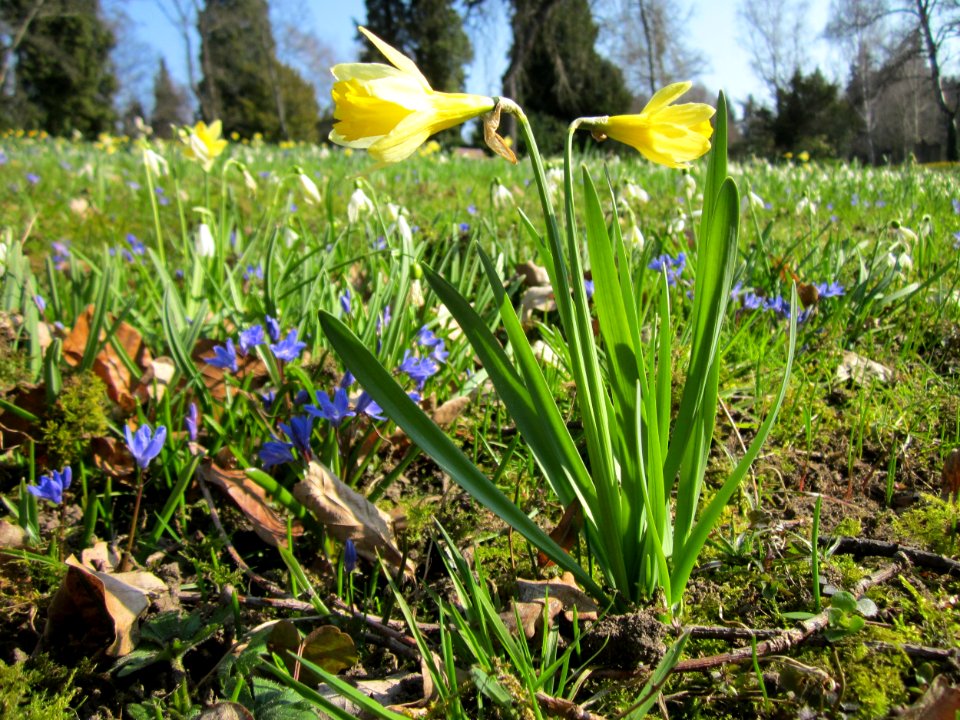 20130402Narcissus_pseudonarcissus2