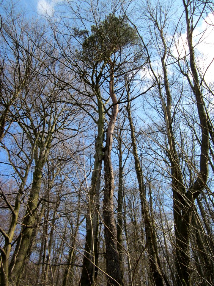 20130407Fagus_sylvatica3