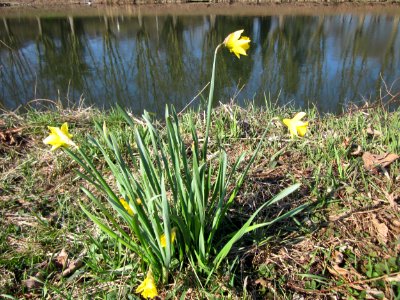 20130407Osterglocke_Saarbruecken1 photo