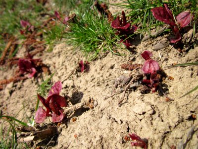 20130407Reynoutria_×_bohemica4