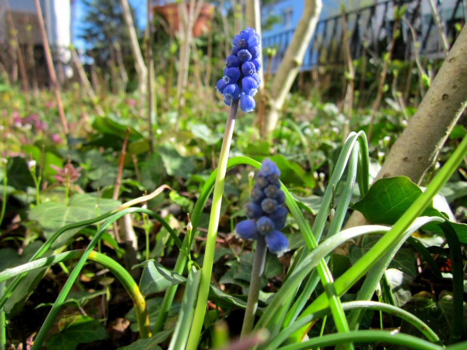 20130412Traubenhyazinthe_Hockenheim1