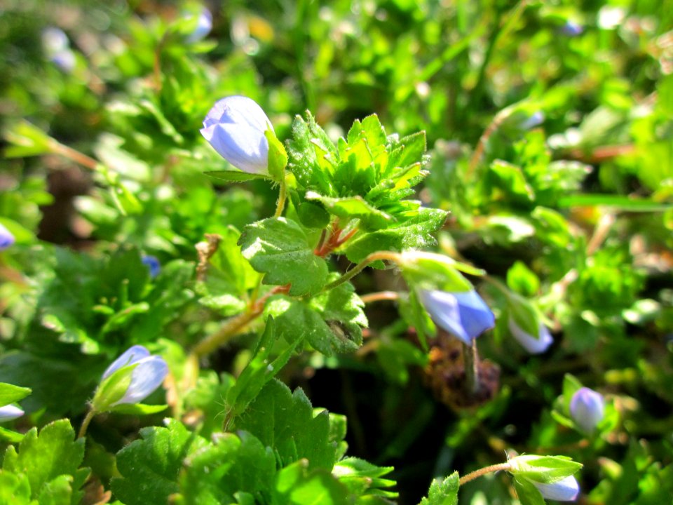 20130407Veronica_persica