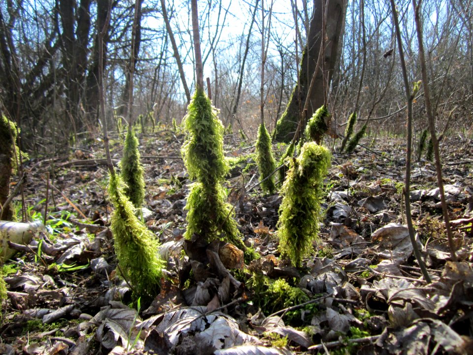 20130407St_Arnualer_Wiesen09