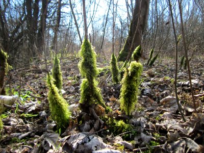 20130407St_Arnualer_Wiesen09