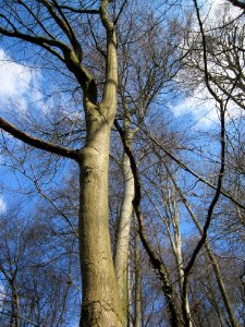 20130407Fagus_sylvatica2