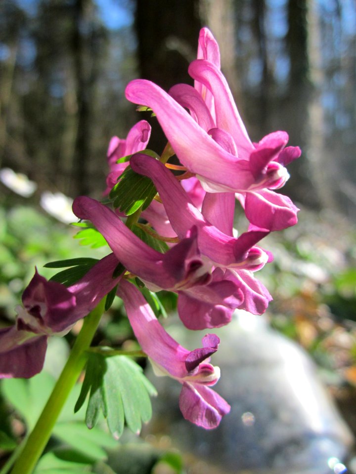 20130414Corydalis_solida3