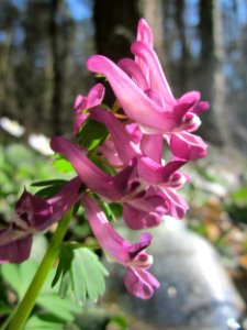 20130414Corydalis_solida3