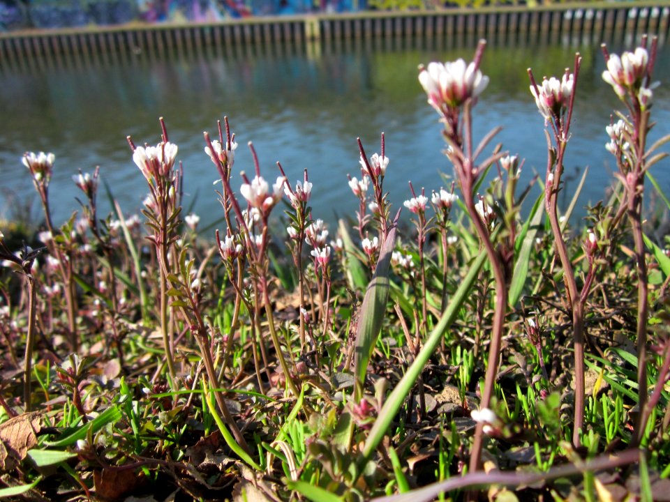 20130407Schaumkraut_Saarbruecken2