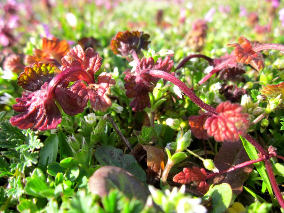 20130412Lamium_amplexicaule