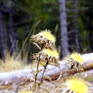 Thorny wild flower plant wildlife