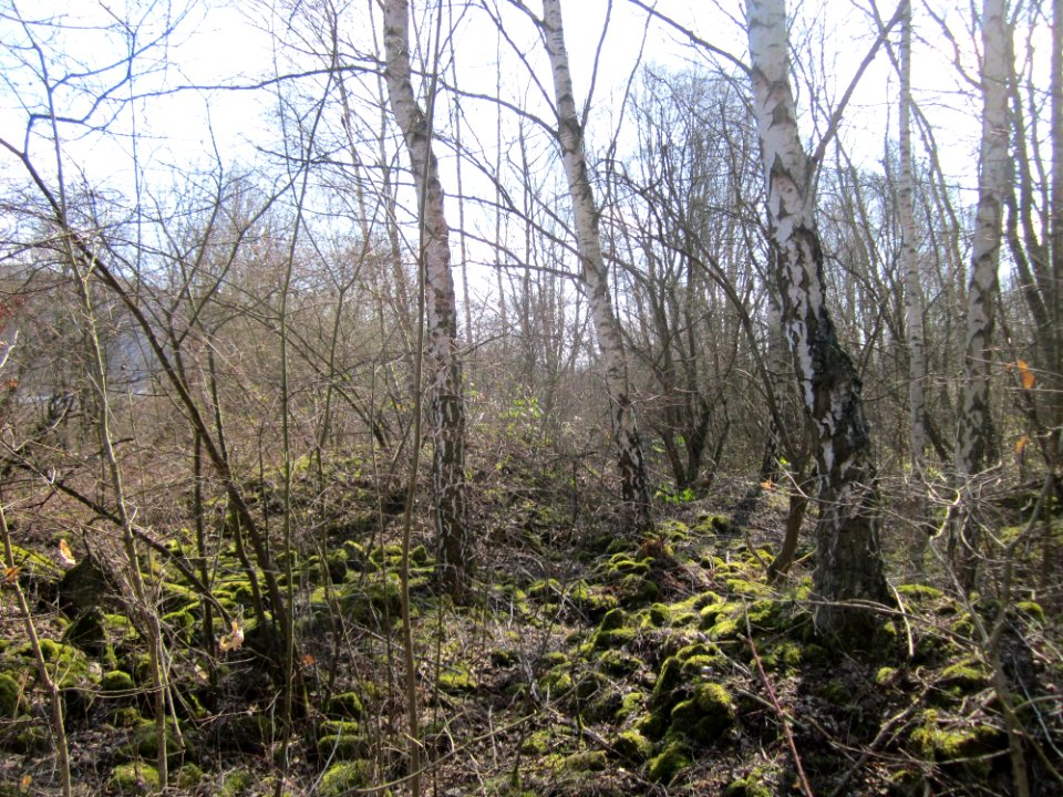 20130407St_Arnualer_Wiesen13