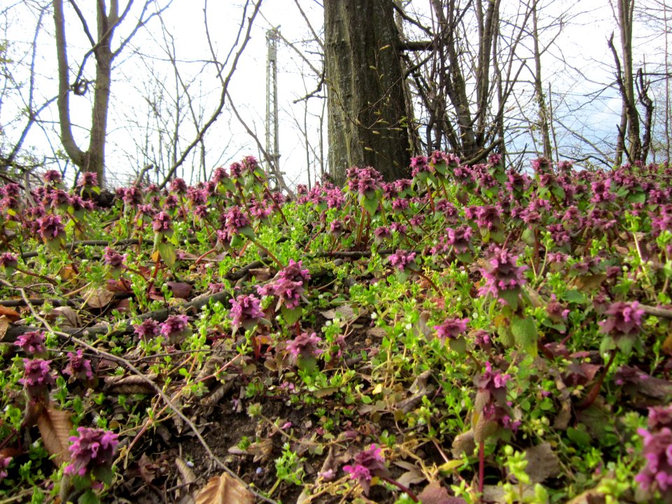 20130410Gartenschaupark_Hockenheim15