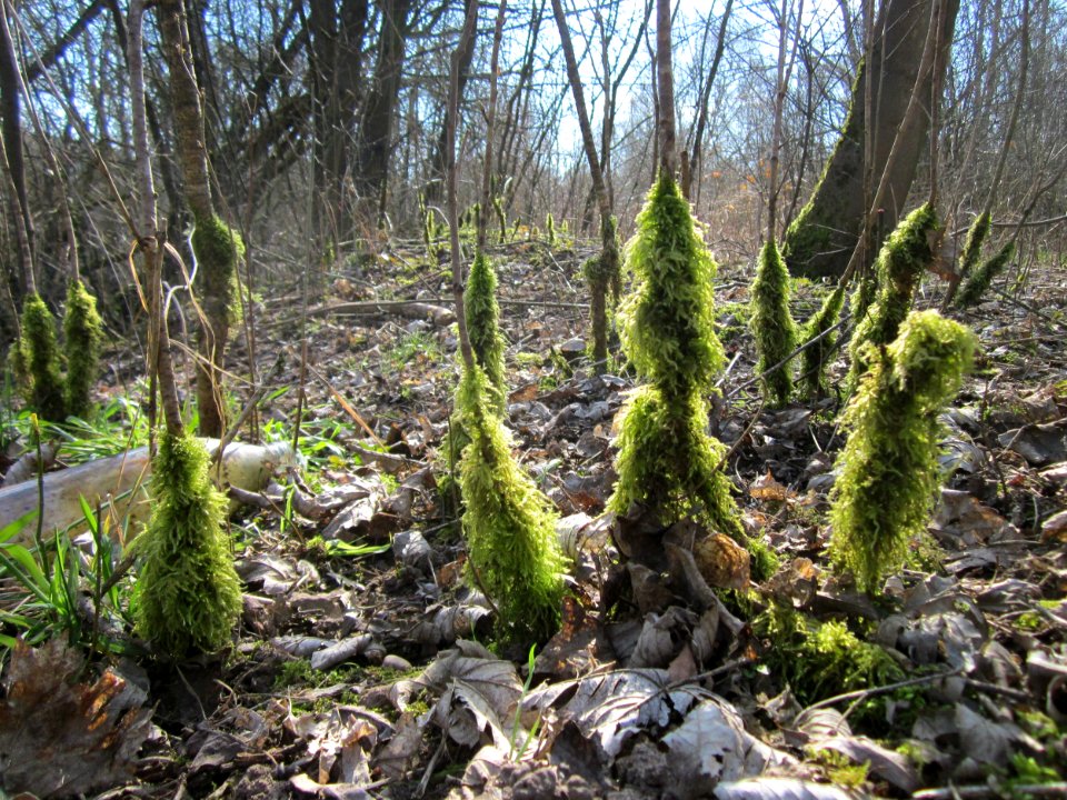 20130407St_Arnualer_Wiesen10