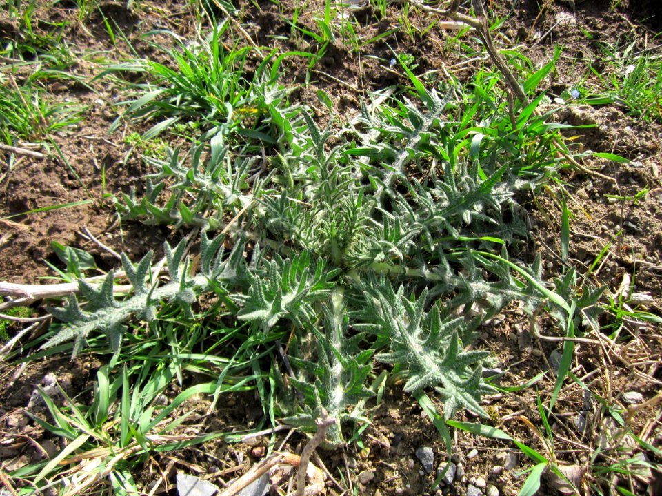 20130413Carduus_acanthoides1