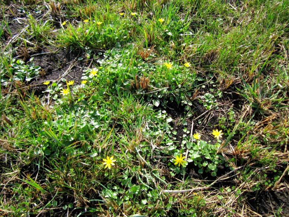 20130413Scharbockskraut_Hockenheim8