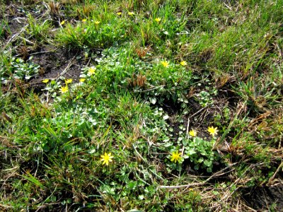 20130413Scharbockskraut_Hockenheim8