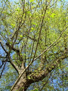 20130423Ulme_Karlsruherstr_Hockenheim2