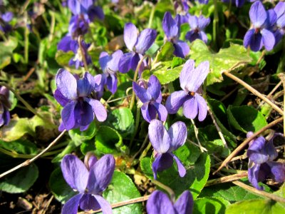 20130407Viola_odorata3