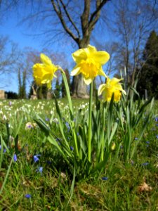 20130402Narcissus_pseudonarcissus3
