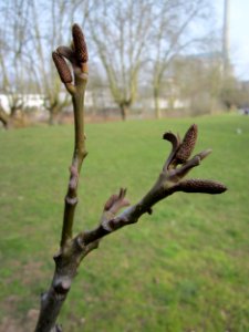 20130403Kaukasische_Fluegelnuss_Saarbruecken2