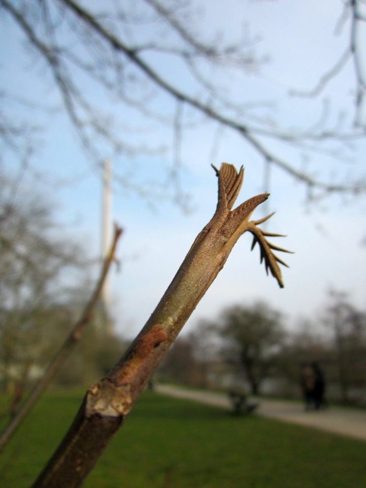 20130403Kaukasische_Fluegelnuss_Saarbruecken3