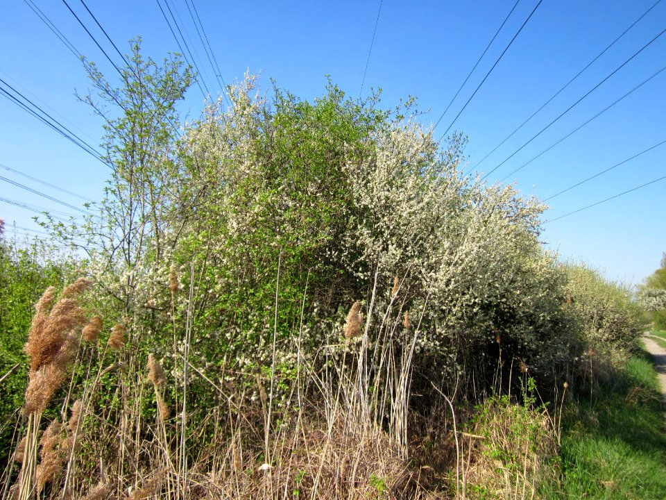 20130424Schlehdorn_Hockenheim05